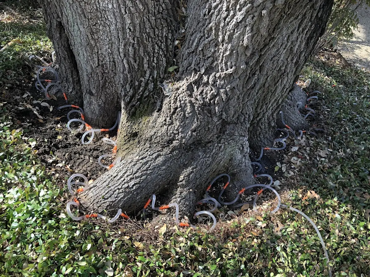 Detailed Tree Cabling and Bracing job site in Bouckville